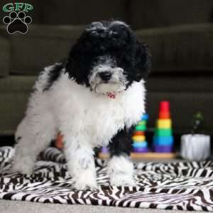 Frisky, Standard Poodle Puppy